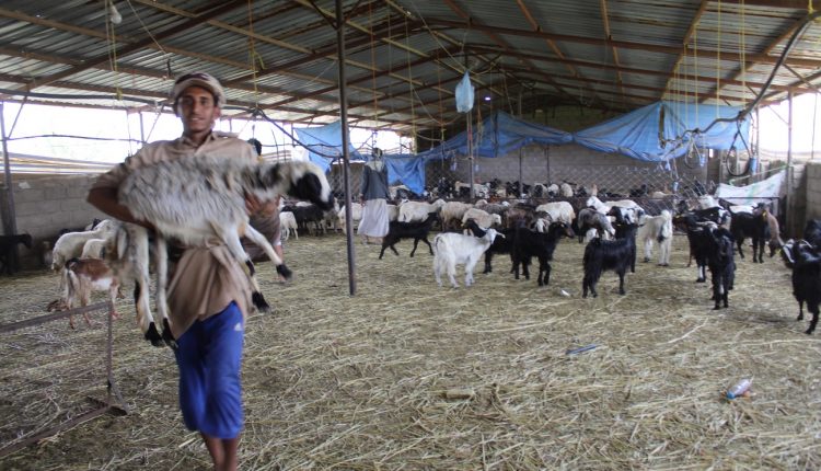 Distribution of (1050) heads of sheep and goats